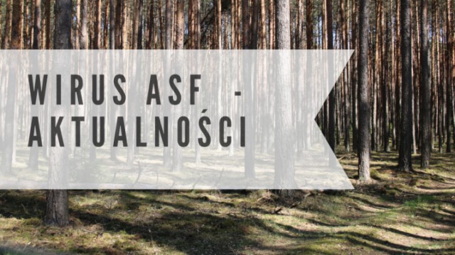 Wirus ASF - aktualności