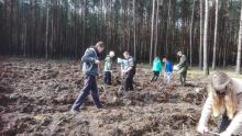 Sadzenie lasu z udziałem dzieci na terenie Leśnictwa Bobrowniki