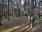 Tańczący Bór - nowy pomnik przyrody w Nadleśnictwie Przytok