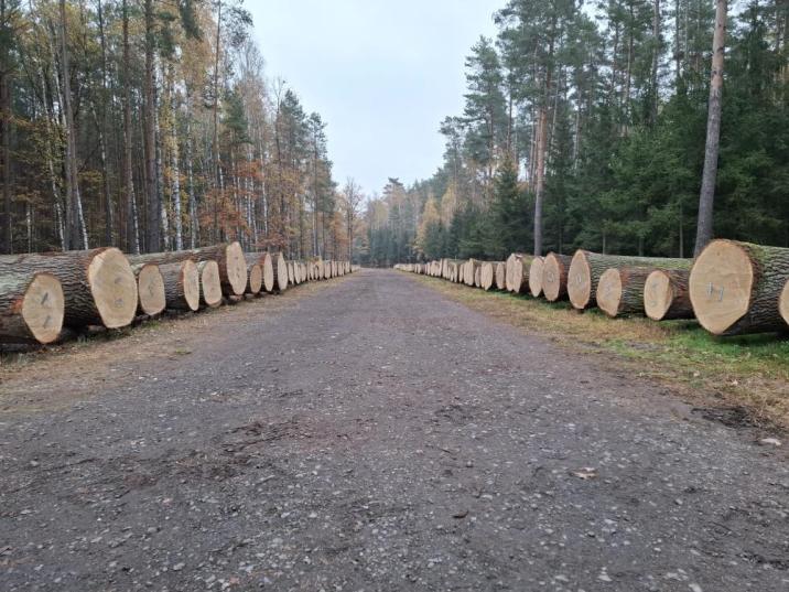 XVII Submisja Drewna Szczególnego w RDLP w Zielonej Górze